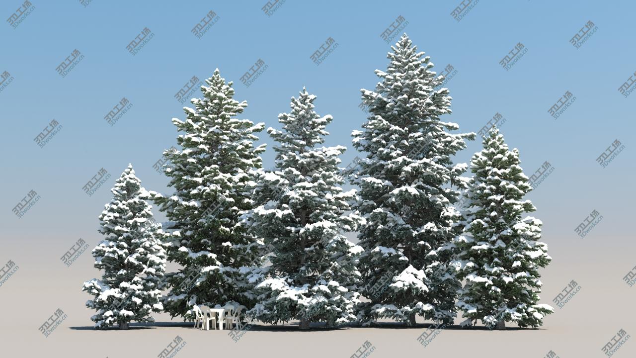 images/goods_img/202104092/5-5 Abies Pinsapo/3.jpg